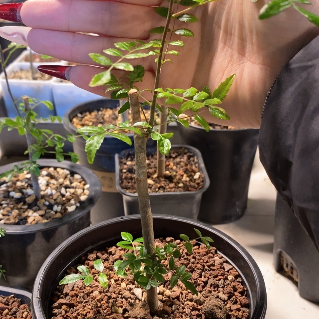 保利没药带盆发货