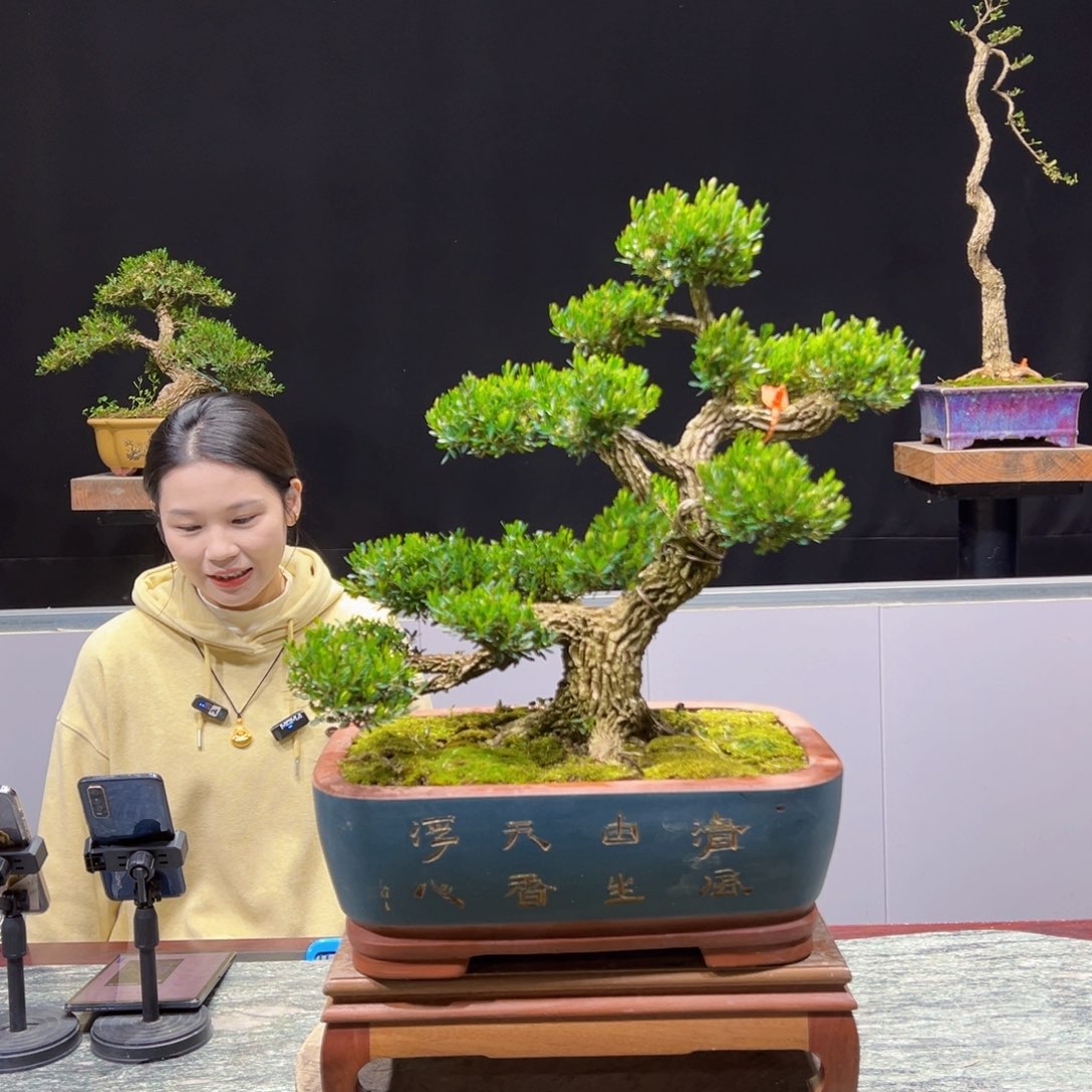 黄杨盆景老桩四季长青