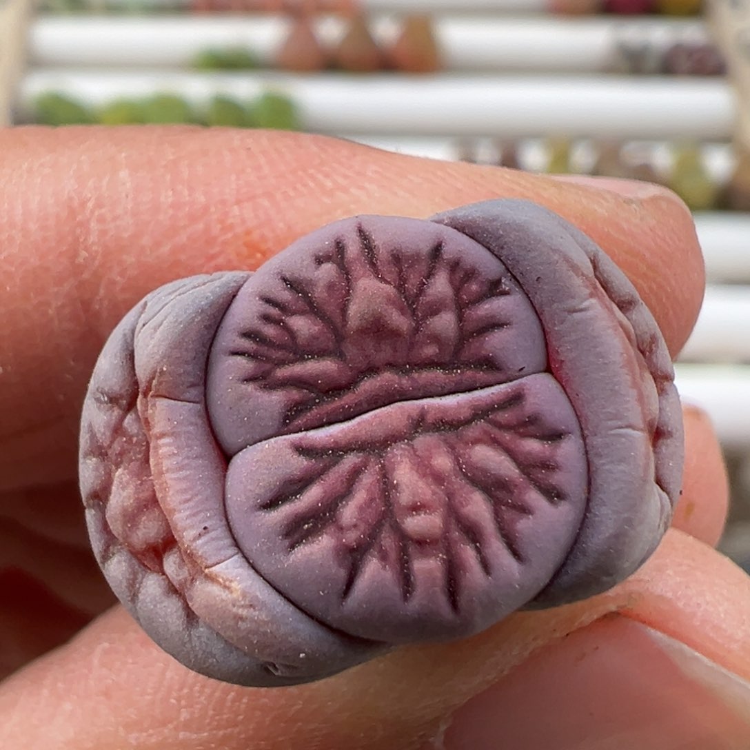 3.8好看的多肉脱土发货621