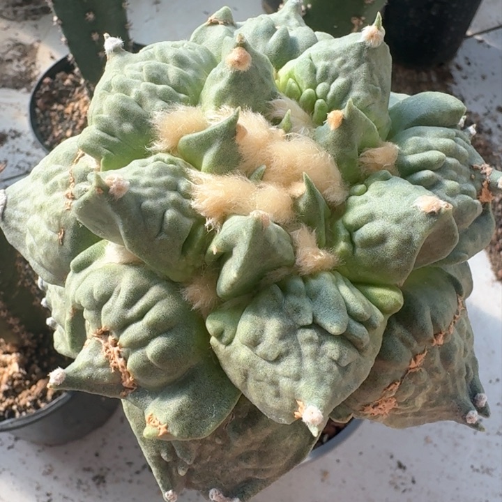 11公分怒涛叉优苗接