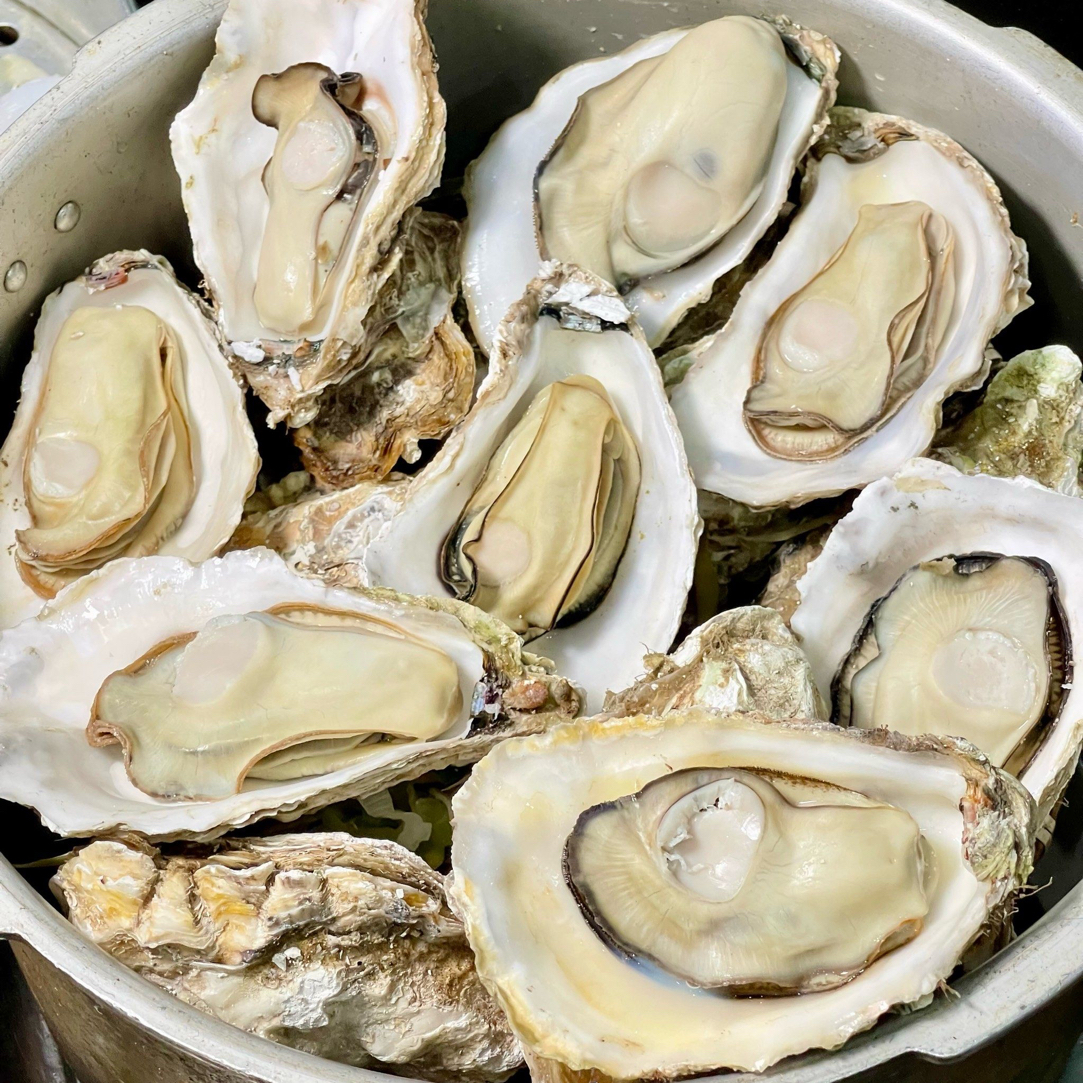 青岛鳌山七沟野生薄皮海蛎子生蚝不进净化池不足【顺丰发货】有百分之十的吐水率到手8斤