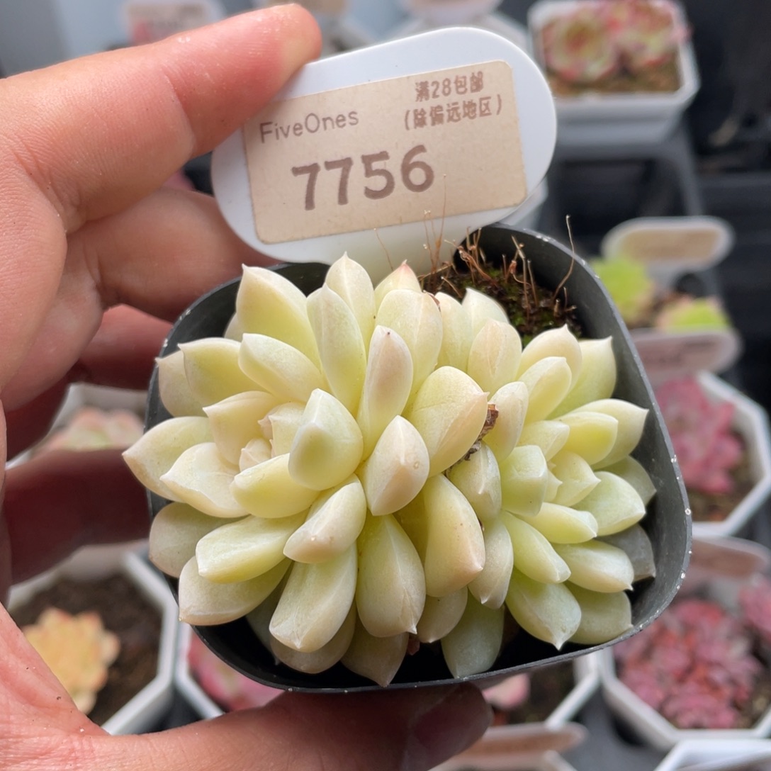 白杂7756-7.0厘米