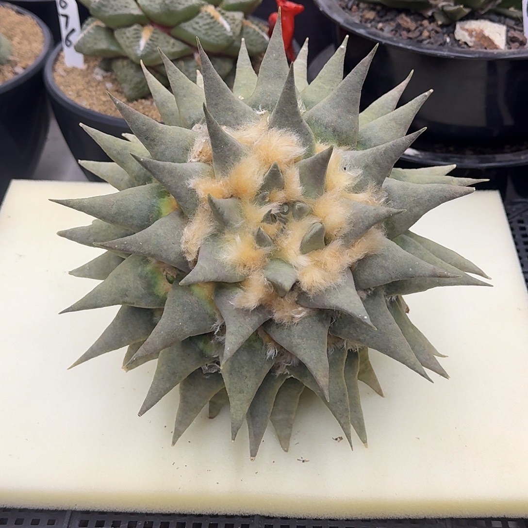 实生大三角牡丹仙人球