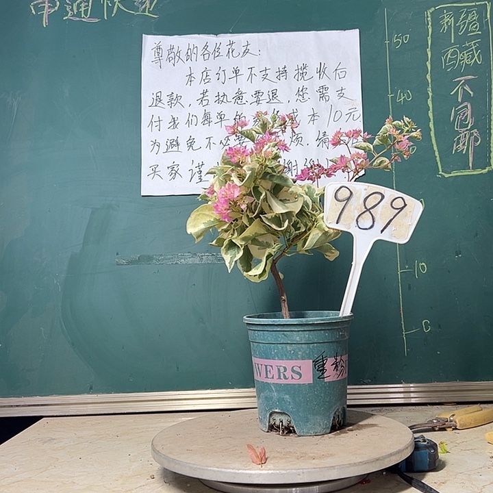当前无花栽培后可以开花福利 斑叶重瓣粉 989