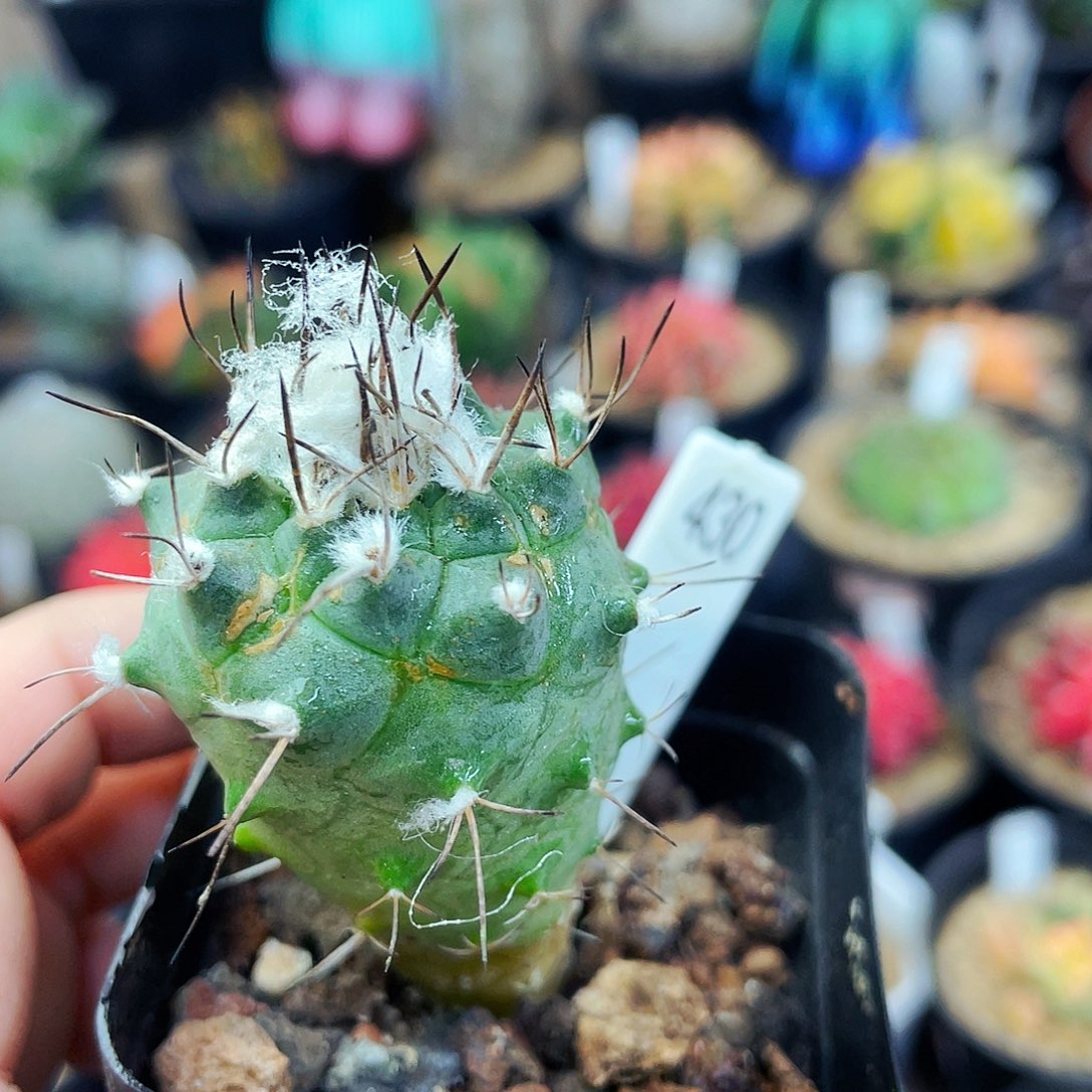 非偏远地区满25包邮仙人球