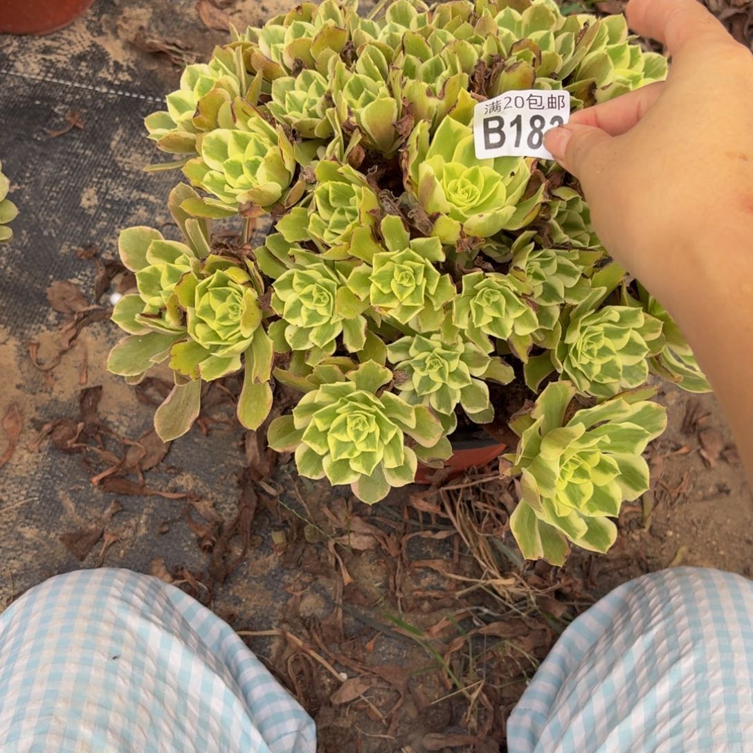 183多肉植物捧花的时候