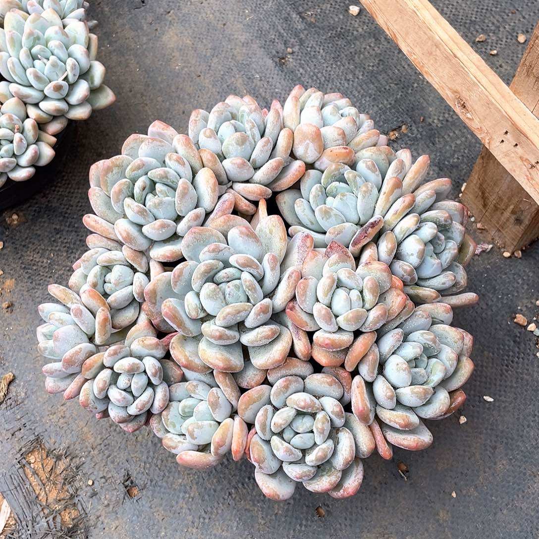 多肉植物多肉植物