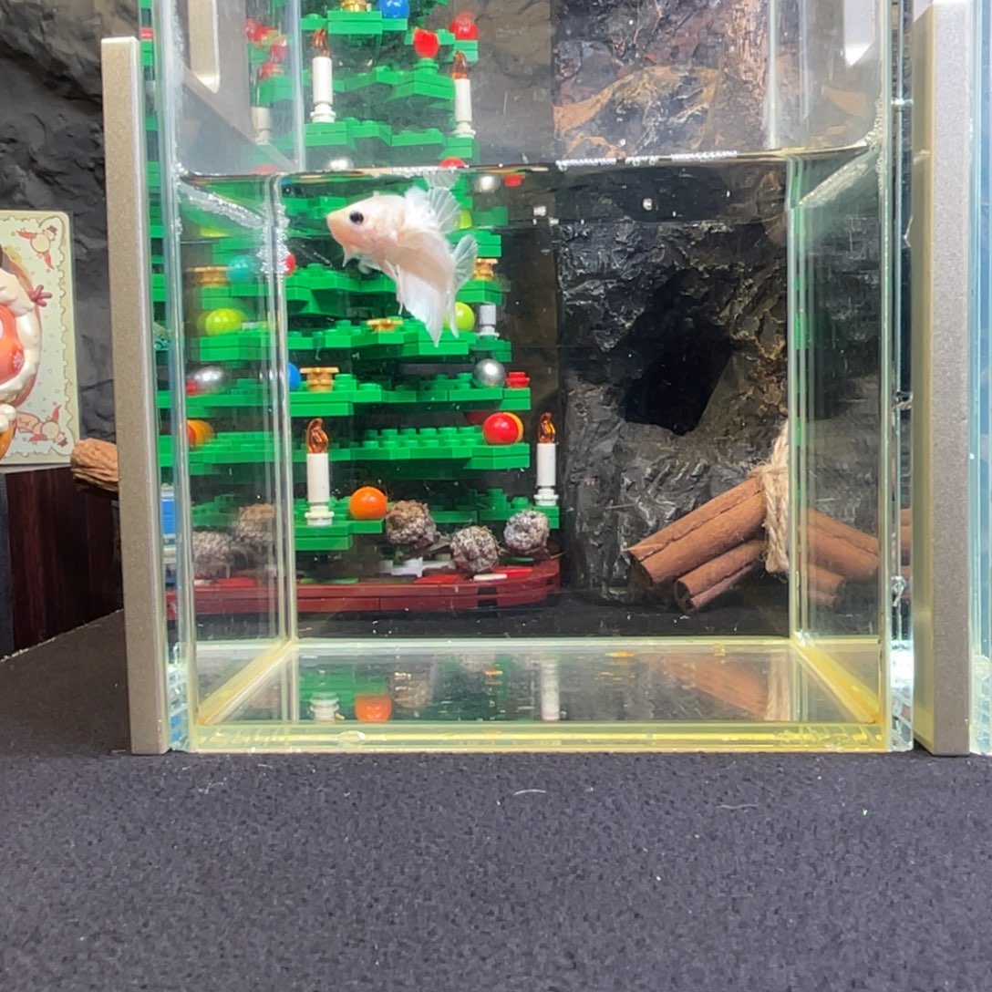 斗鱼十二月二十八日竞价