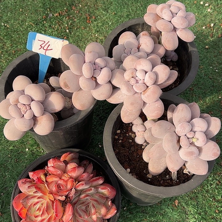 Q***瑞34一筐多肉脱土脱土