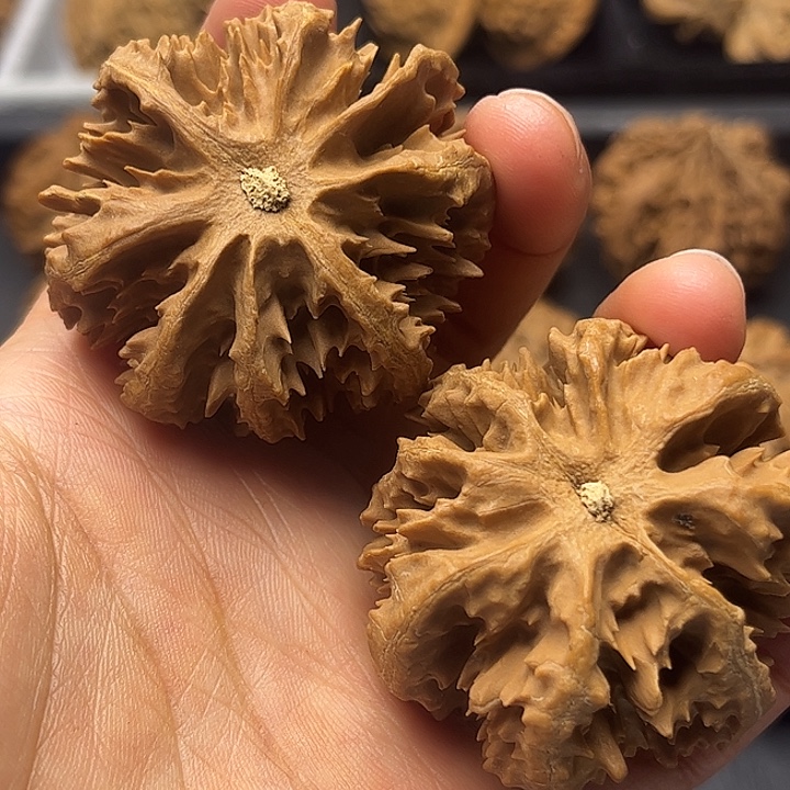 核桃秦岭突突突突突突