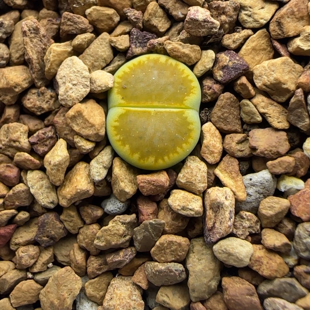 238 生石花大棚直播