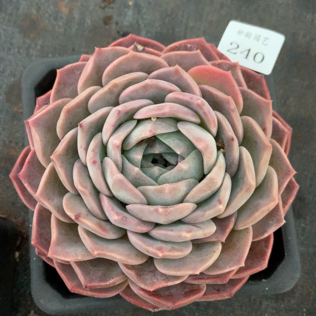 240新年快乐发发发