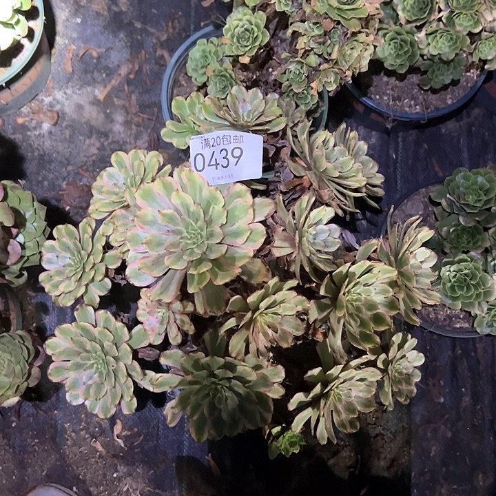 初***心0439粉黛多肉植物