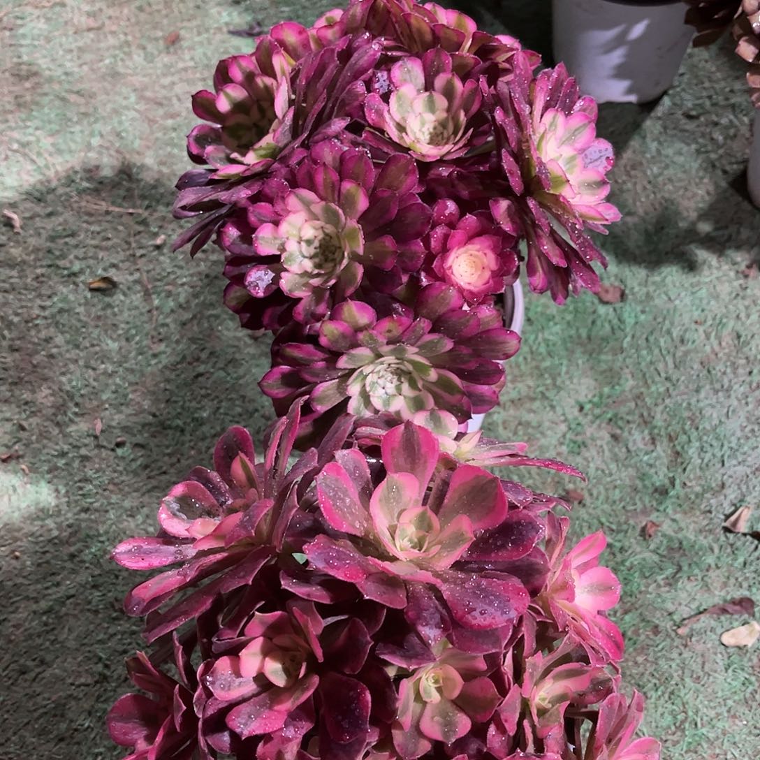 2颗法师30法师多肉植物