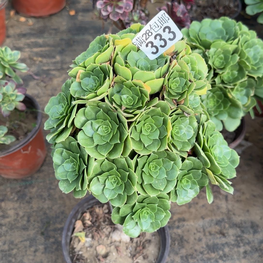 绿羊绒多肉333满28包邮断枝不包