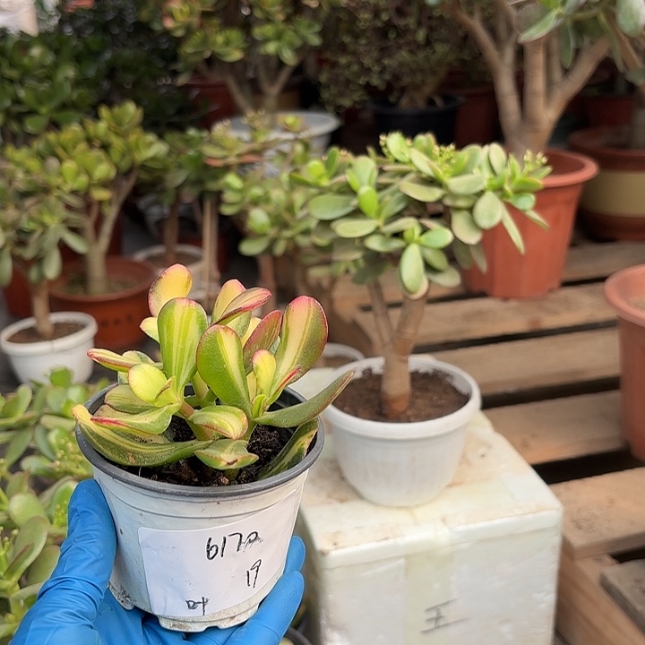 鲁***叶当前无花栽培后可以开花卷叶19