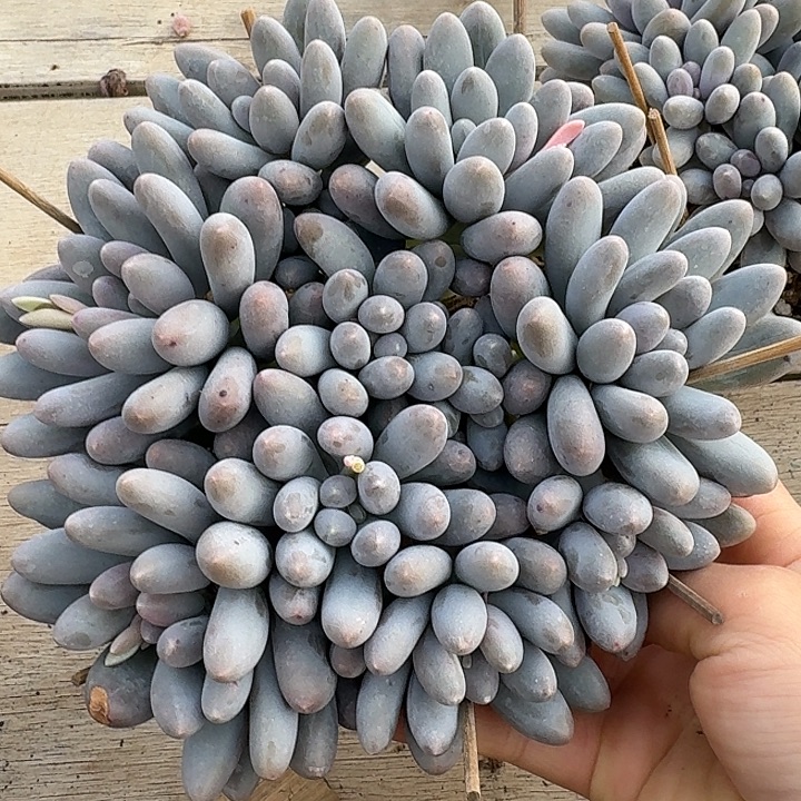 汤圆多肉植物的生长