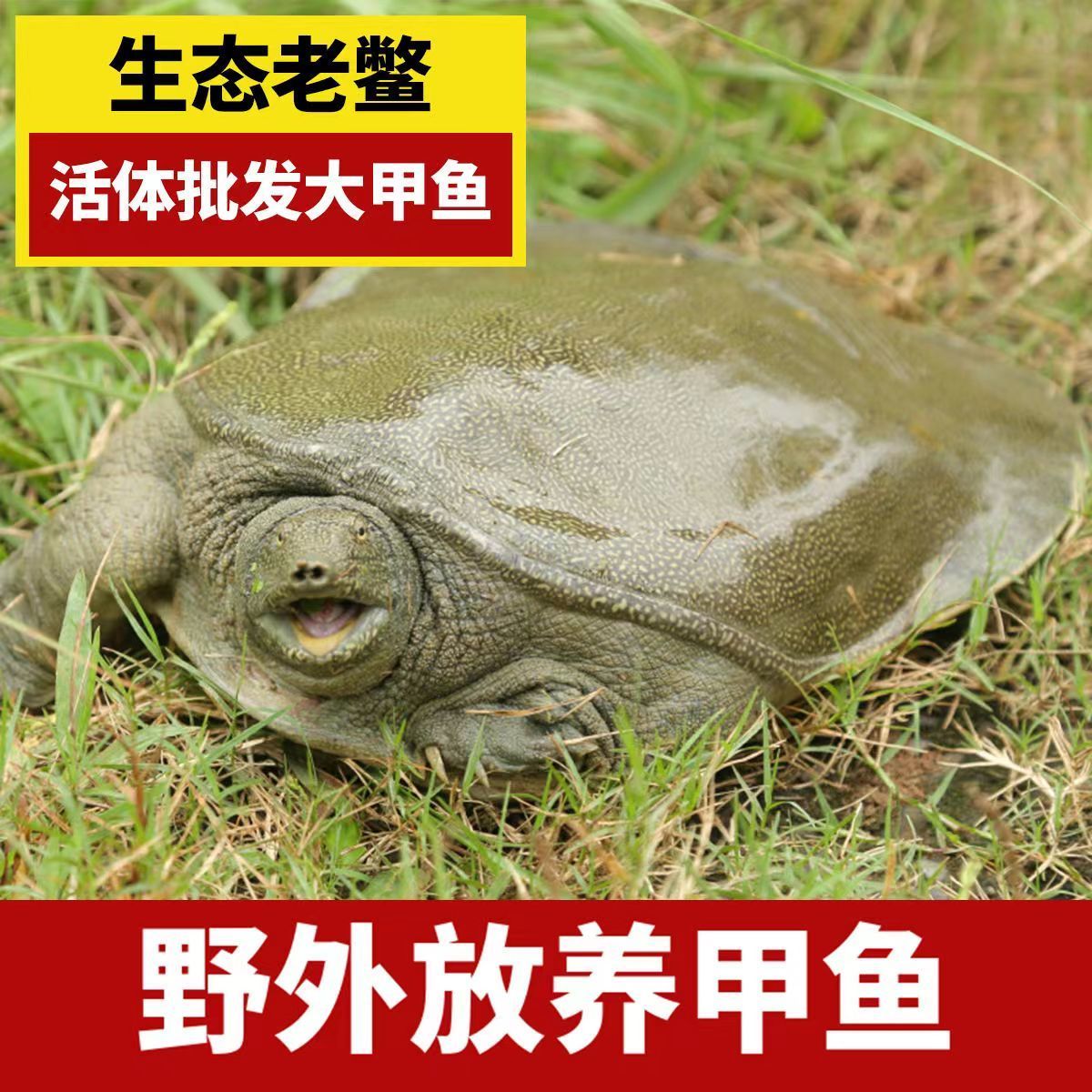 5只外塘大甲鱼 共6-5斤生猛稻田甲鱼中华鳖青背水鱼包活到家K