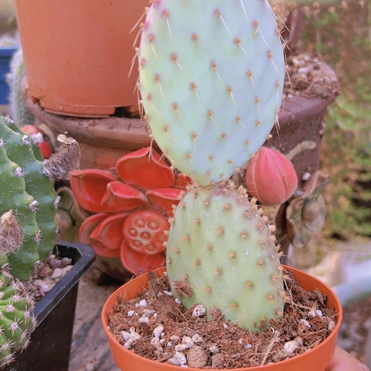 【闪购商品】胜利塔