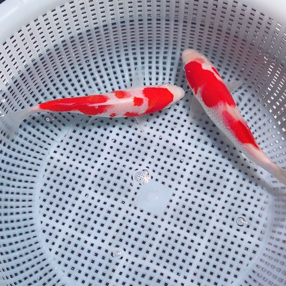 锦鲤锦鲤观赏鱼1111