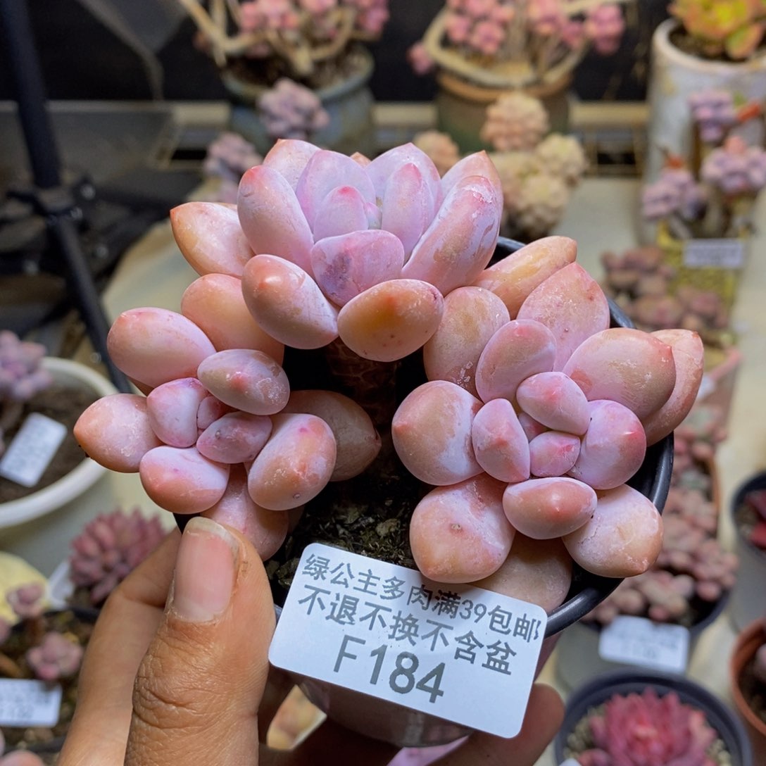 184丸叶香水手指奶多肉8cm