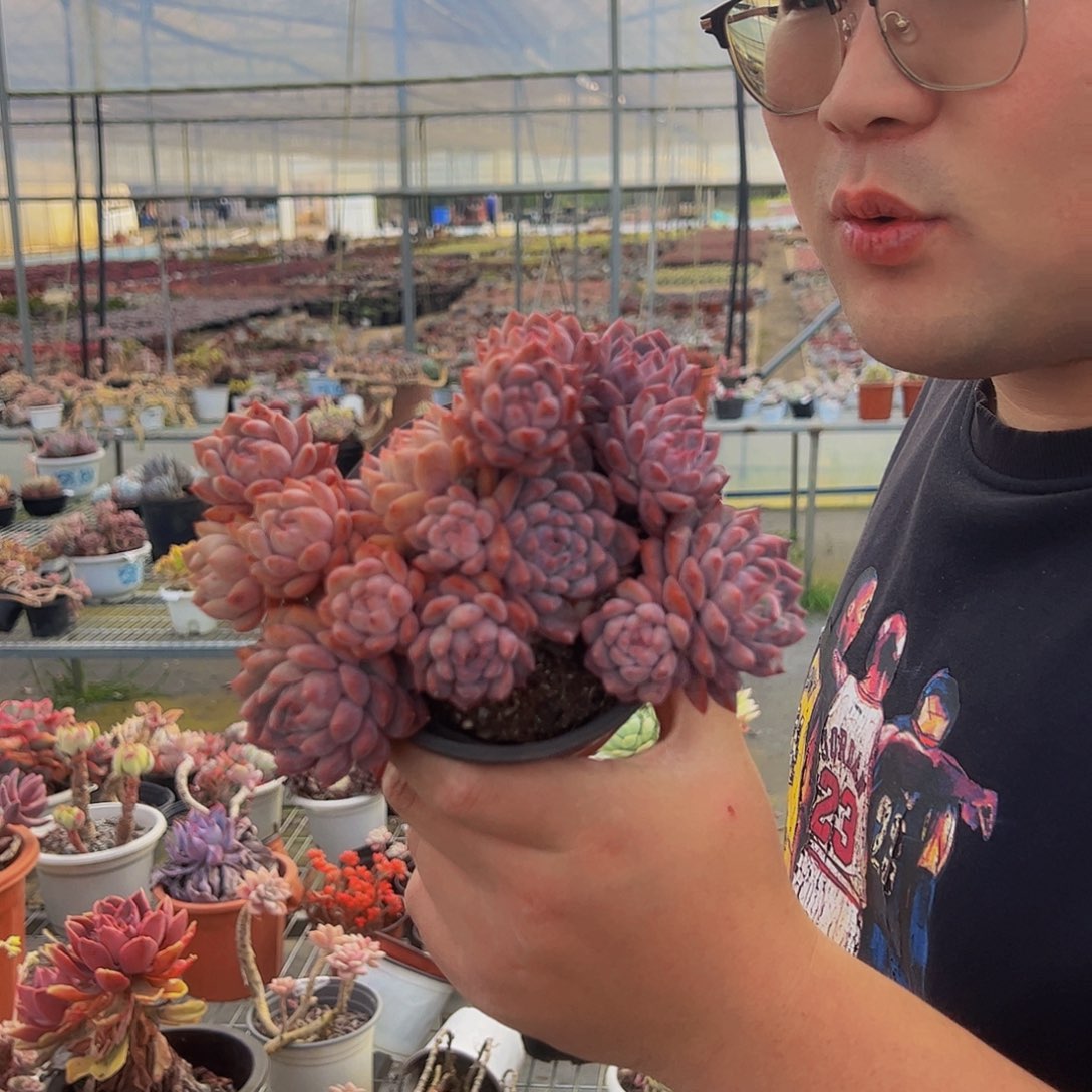 霜花多肉植物整桩