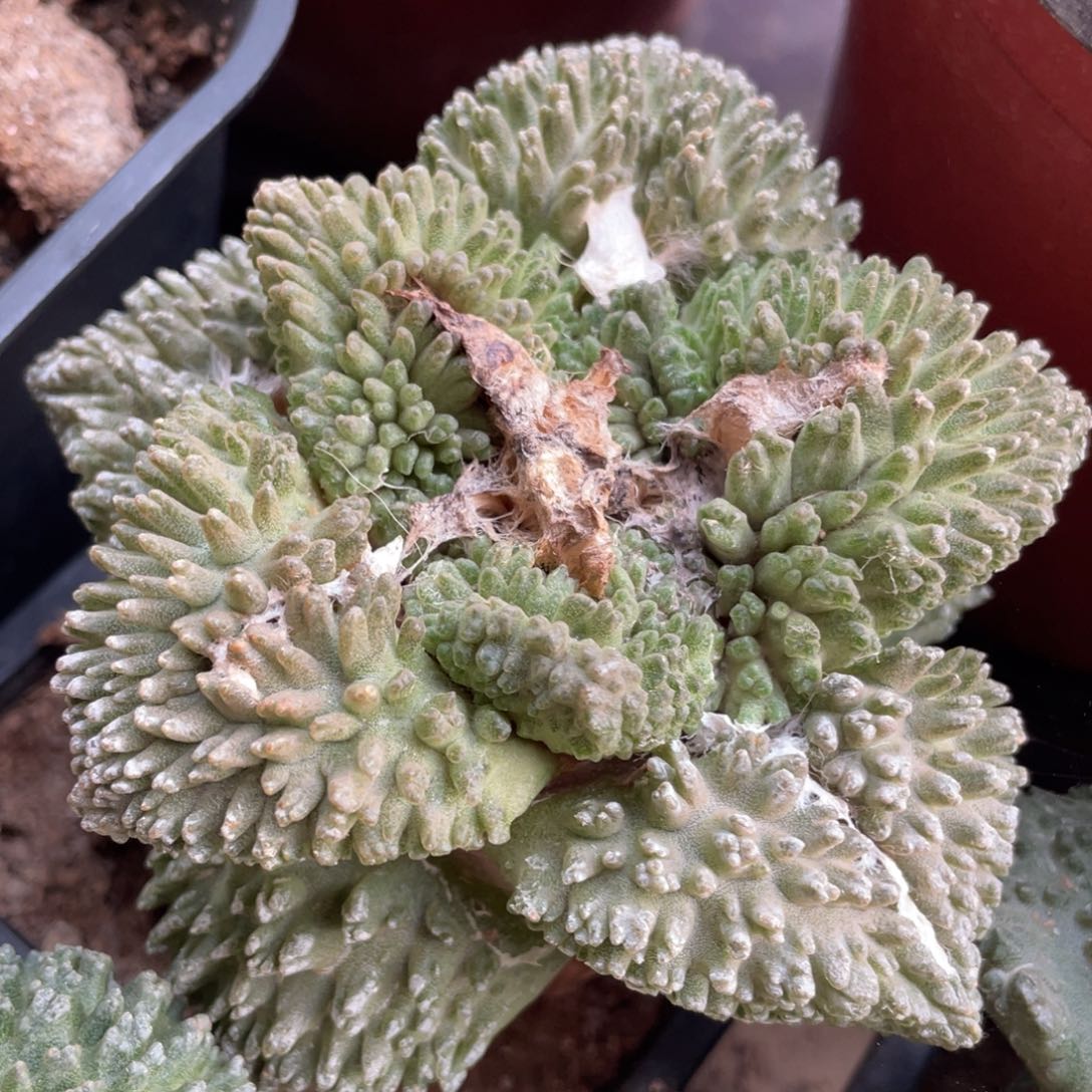 满背犹 炸犹哥斯拉牡丹 母本