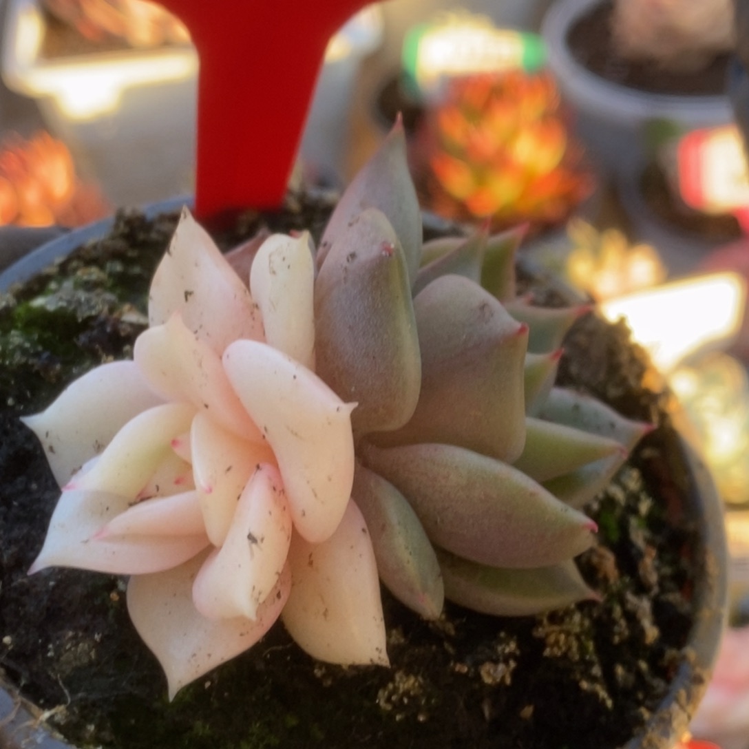 608贝加尔湖锦锦锦锦锦锦