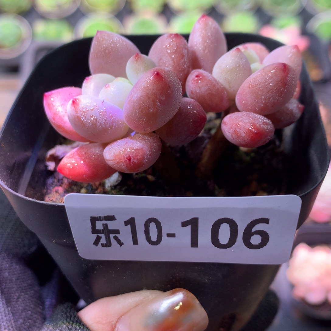 乐然10-106 洛神双头 