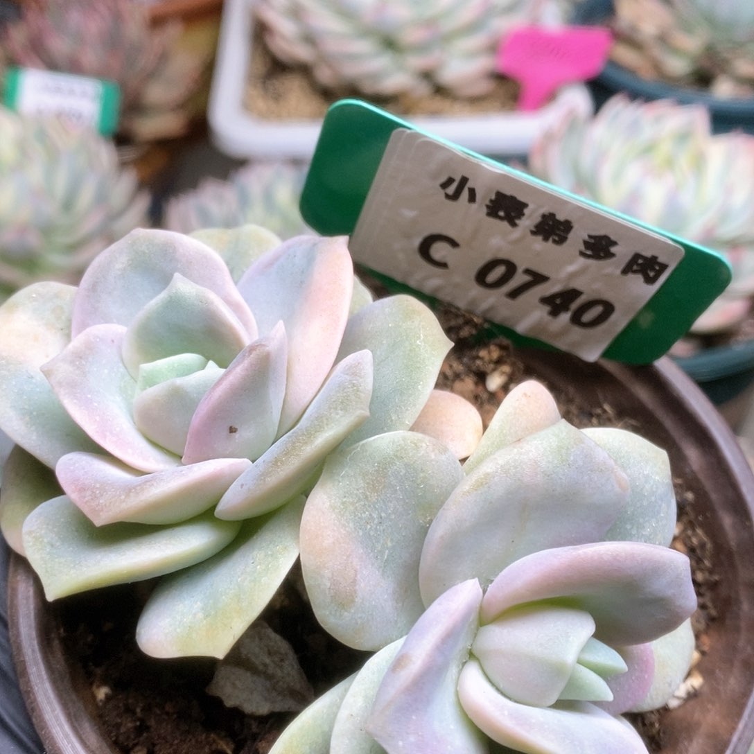 740锦锦锦锦锦锦锦