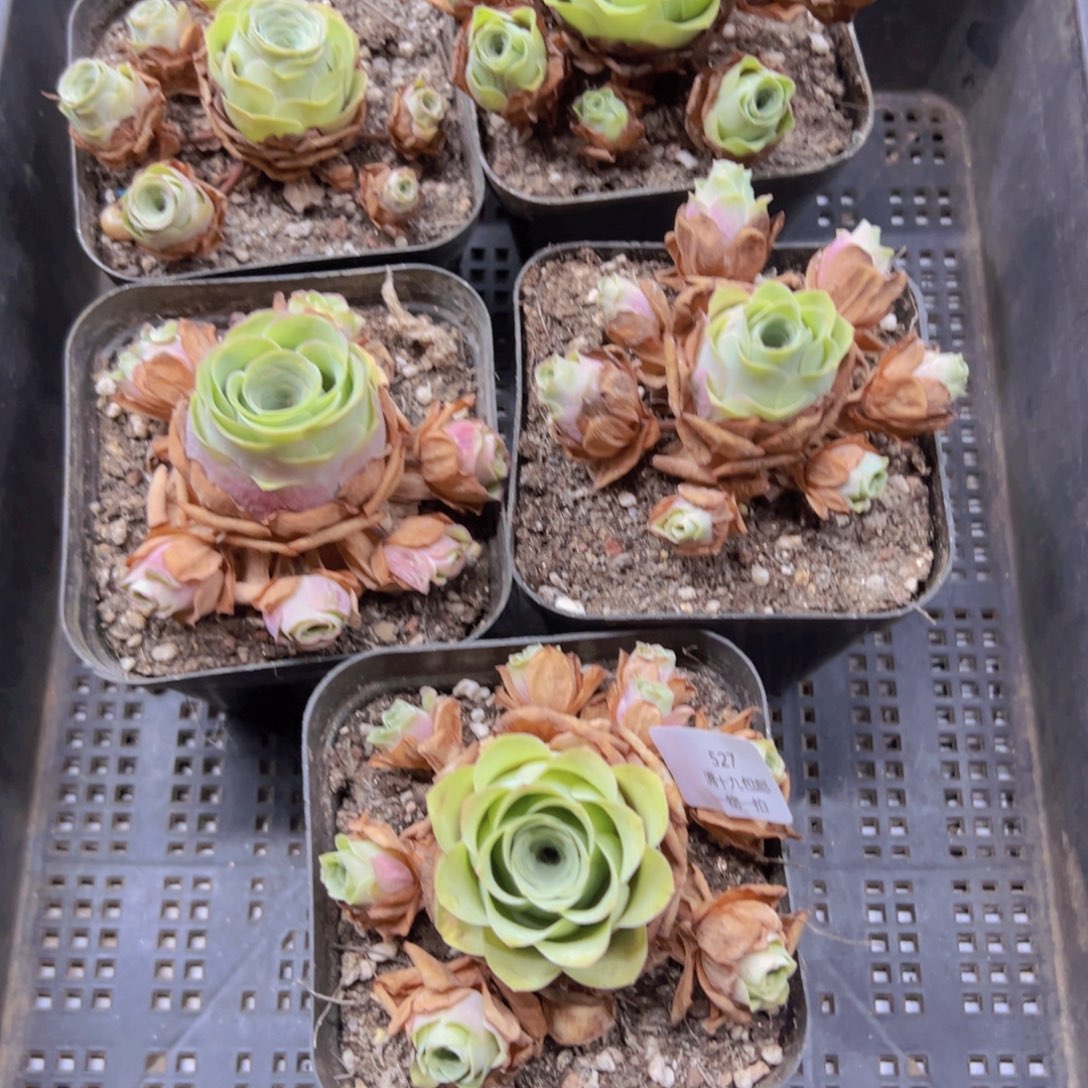 527 侧牙掉了不包损无售后