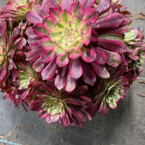 多肉植物五天姬锦