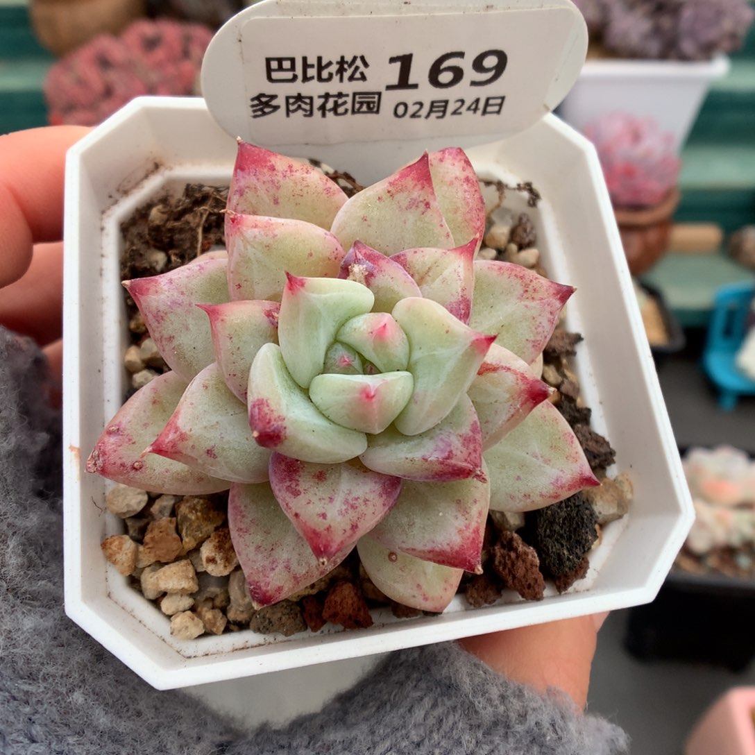 169白拉糖多肉植物