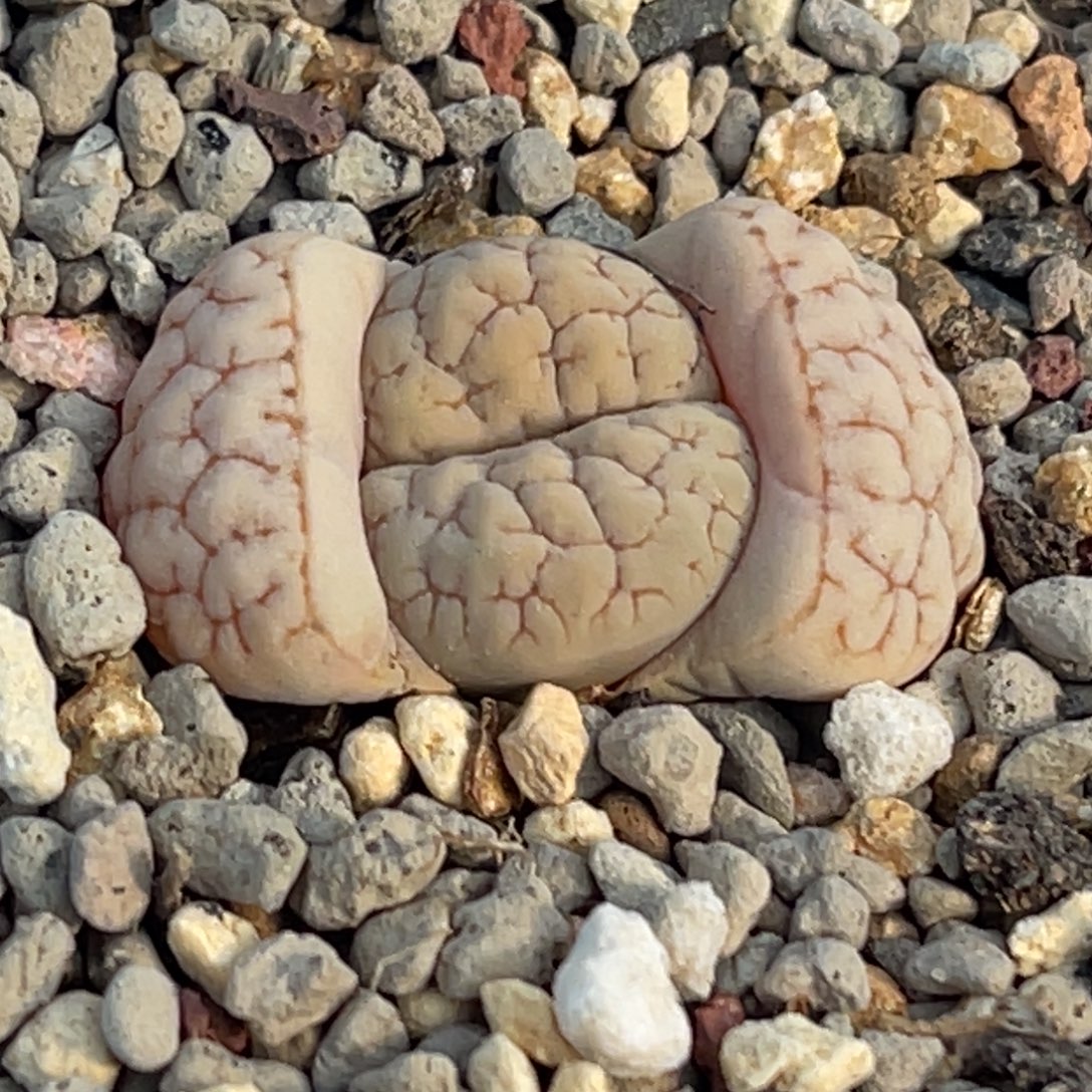 9763凹凸脑纹189一颗