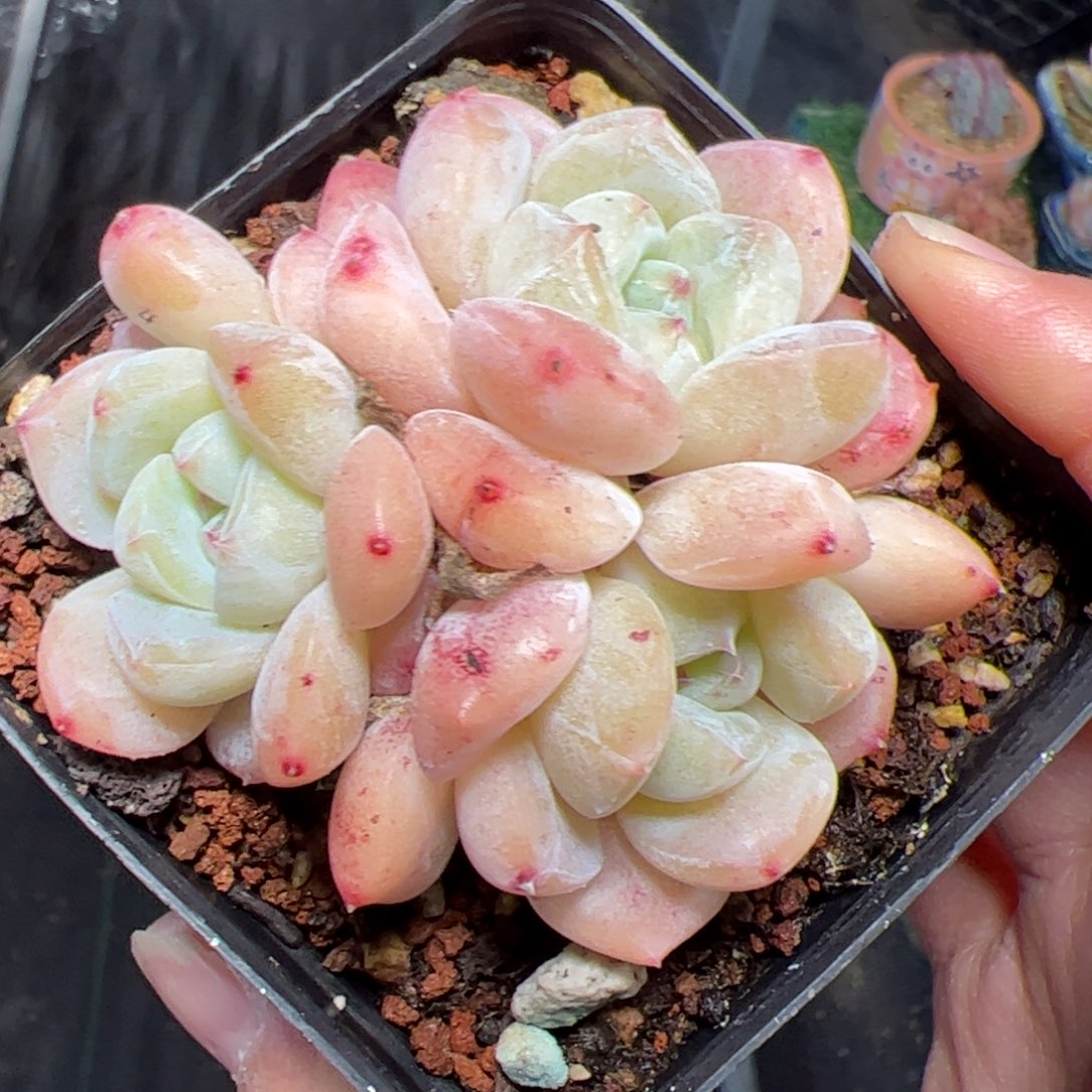 588 多肉植物组合盆栽