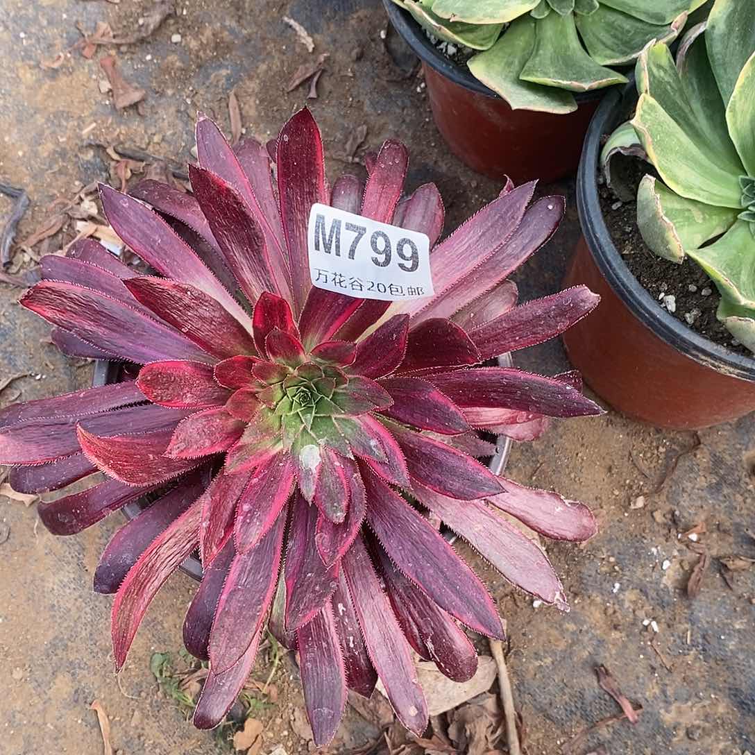 799惊鸿仙子多肉植物