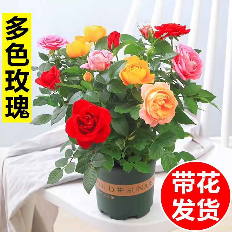 C多色玫瑰花盆栽阳台庭院四季开花植物大苗月季带花苞室内真花盆