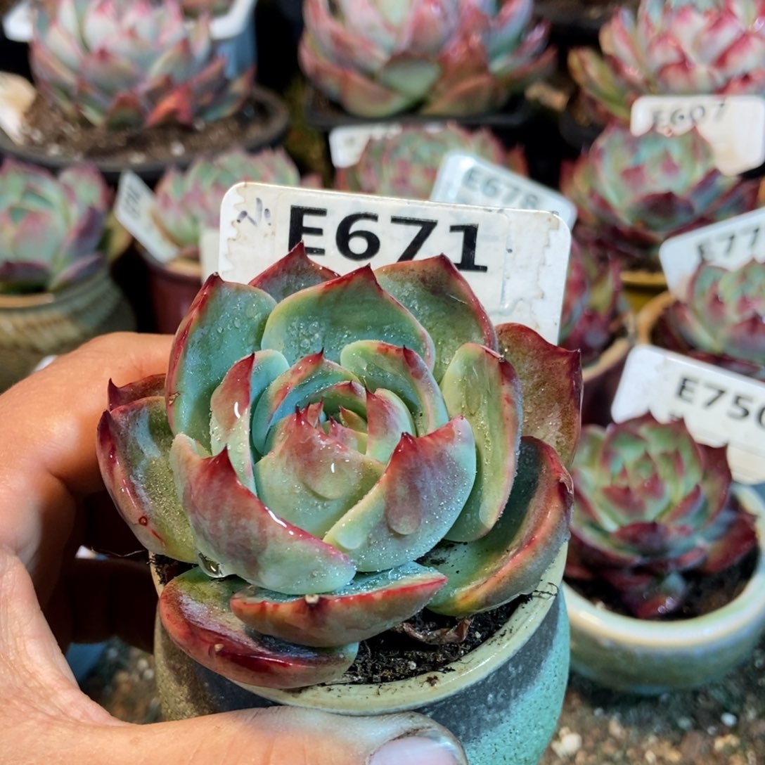 惊鸿一瞥671号多肉植物