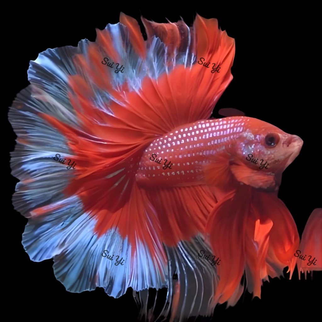 A17（385-408）随意泰国斗鱼小型热带观赏鱼（直播间选鱼）