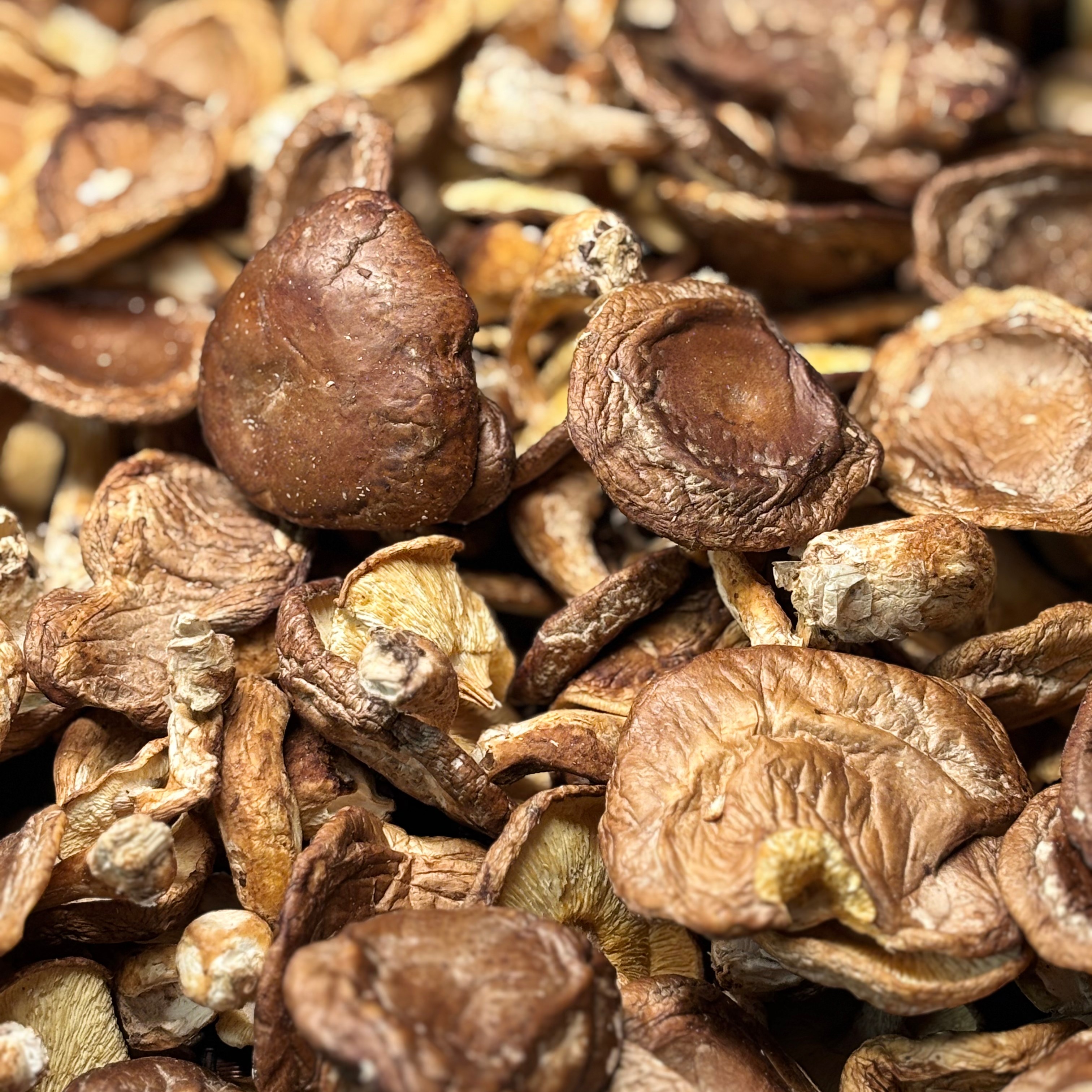 【村民代卖】广西大瑶山干香菇香味浓郁正宗半野山货