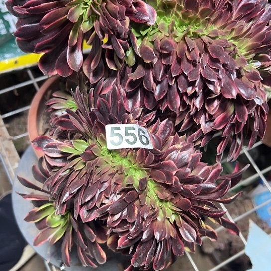 清****一颗多肉大事 556