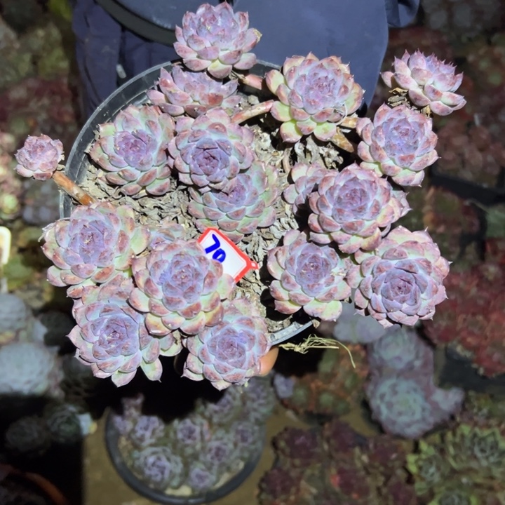 露***露精品多肉植物老桩