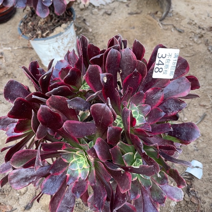 348金丝雀绣球1号棚