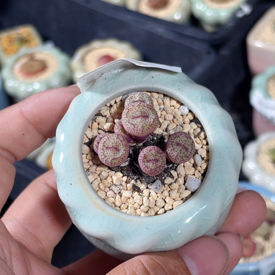 2884 -一物一拍 带盆