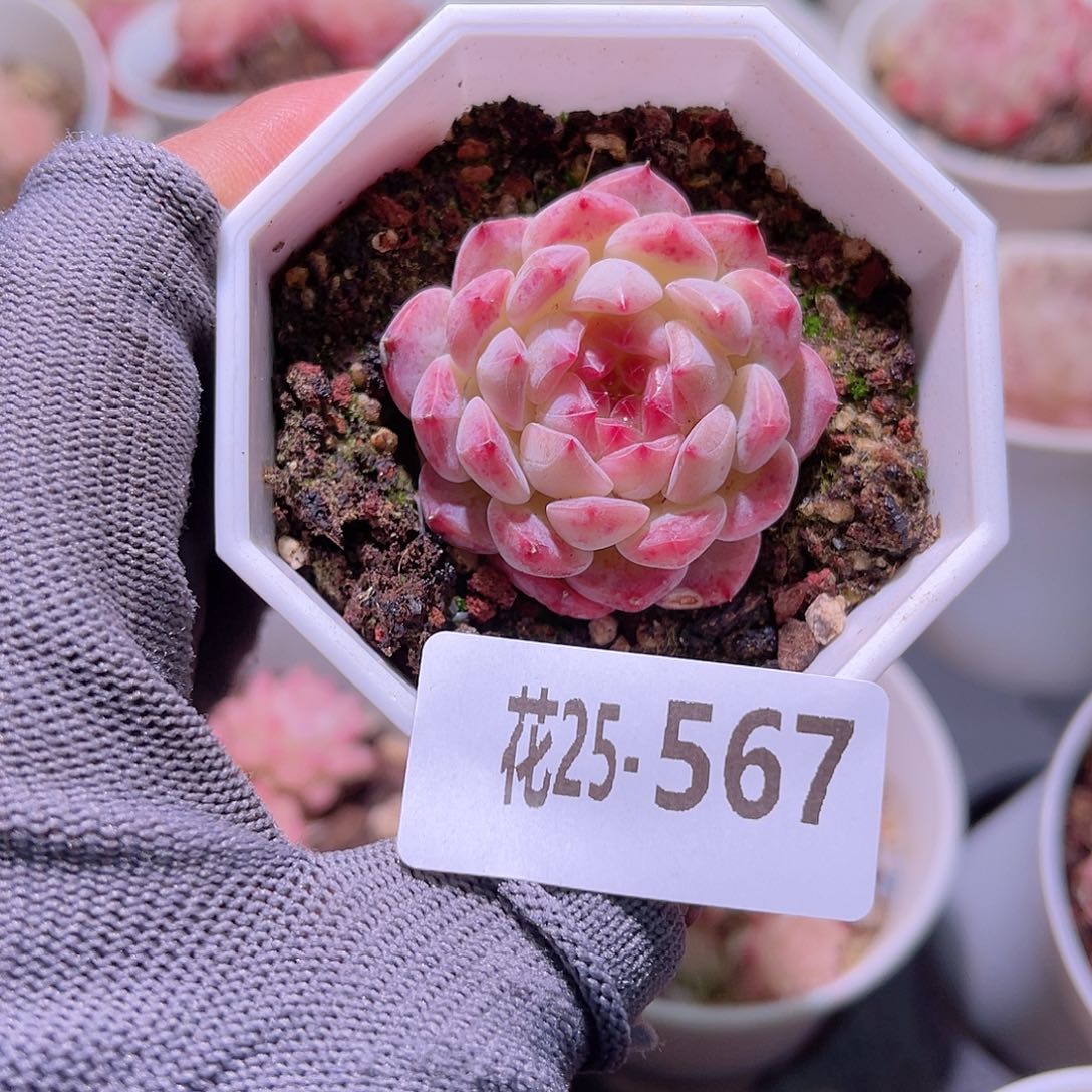花25-567精选糖心