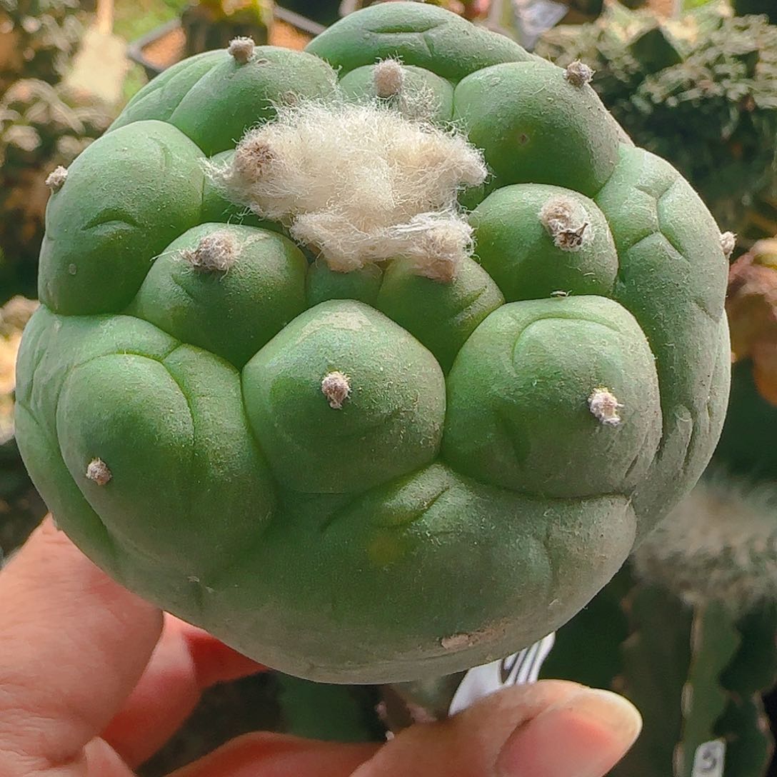 大尤仙360仙人球