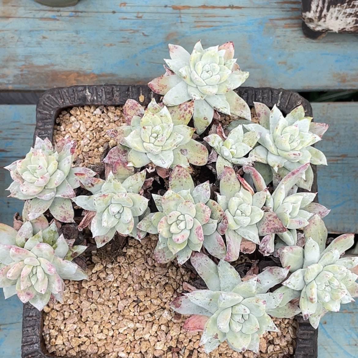 【闪购商品】12头帕翠莎带盆包物流