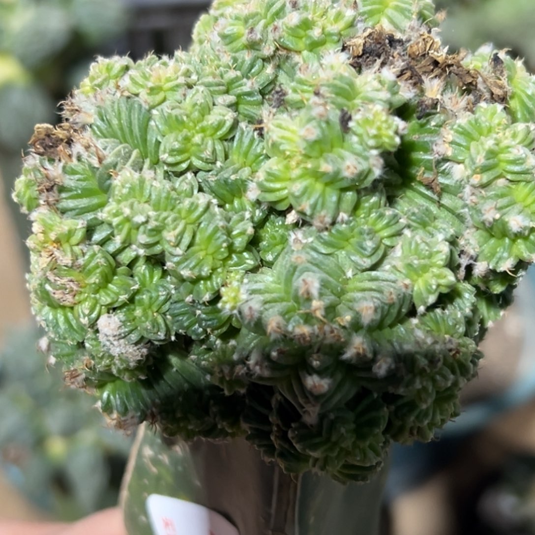 @***巴完全开放福利五星花笼群974