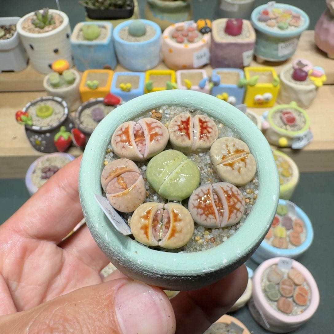 红陶蘑菇376热唇