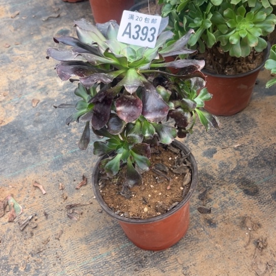 393巫毒法师不包断枝